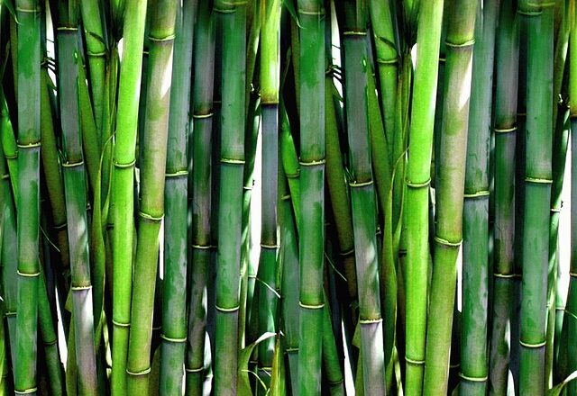 Bambus-dynen: Økologisk og bæredygtig løsning