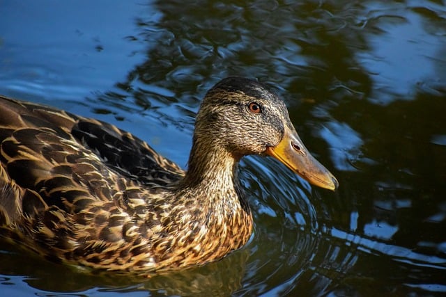 Sådan knækker du koden: 10 tips til at løse svære krydsord
